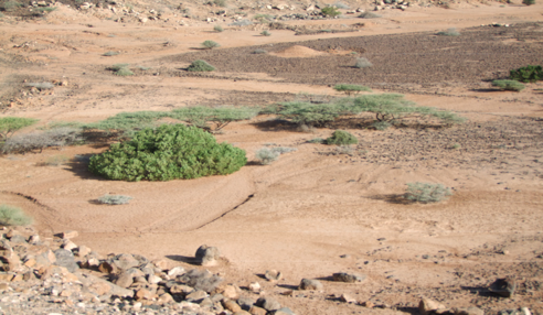 Drought Post Disaster Needs Assessment in Djibouti